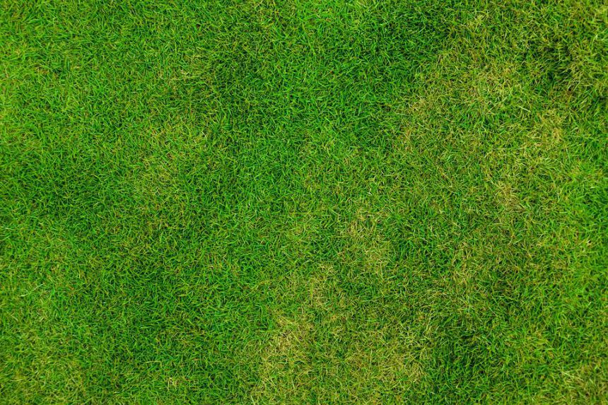 Trawnik rolowany – z jakiej przyczyny opłaca się w niego zainwestować do klubu piłkarskiego?